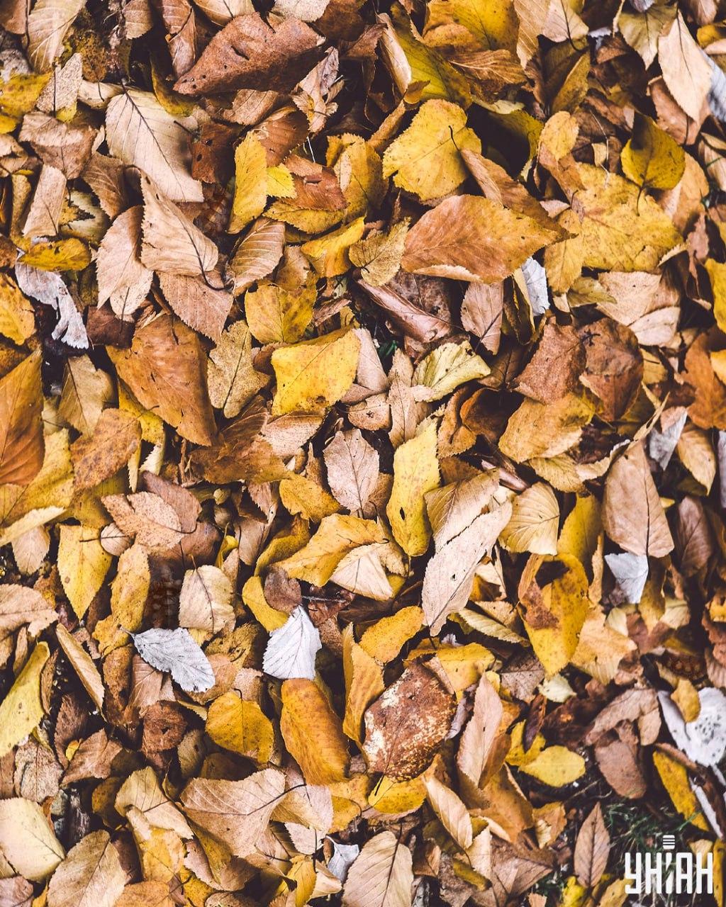 Hledání želv mezi listím / koláž Moje