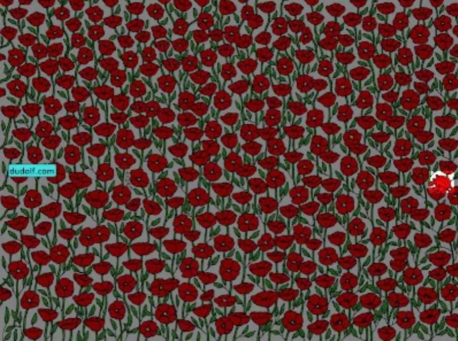 Kraba na obrázku najdou jen ti nejpozornější: otestujte si své IQ za 25 sekund.