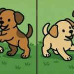 IQ test: najděte 3 rozdíly na obrázcích dvou štěňat za