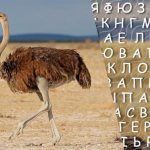 Jen lidé s vysokým IQ najdou slovo "pštros" za 10 sekund: záludná logická hra Jen lidé s vysokým IQ najdou slovo „pštros“ za 10