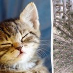 Každý vidí páva a jen lidé s vysokým IQ najdou kotě za 10 sekund: podivná iluze. Každý vidí páva a jen lidé s vysokým IQ najdou