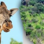 Najděte všechna zvířata na obrázku do 10 sekund: hádanka, kterou ne každý zvládne vyřešit Najděte všechna zvířata na obrázku do 10 sekund: hádanka, kterou