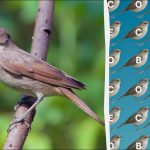 Slovo "slavík" najdou za 12 sekund jen lidé s orlíma očima: záludná logická hra Slovo „slavík“ najdou za 12 sekund jen lidé s orlíma