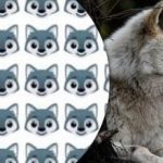 Vlka najde jen málokdo: zajímavá logická hra na upoutání pozornosti Vlka najde jen málokdo: zajímavá logická hra na upoutání pozornosti